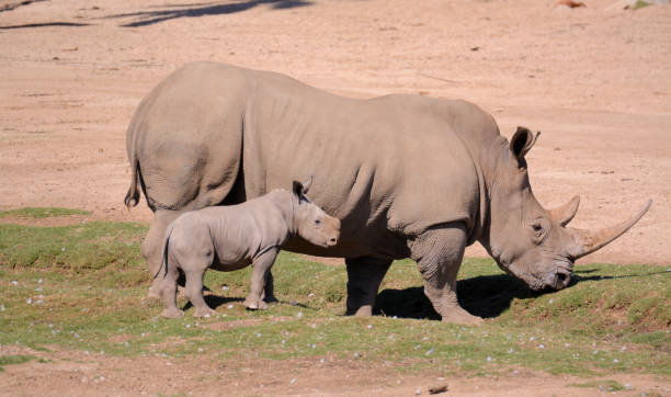 istock Rhino and baby 1291518238