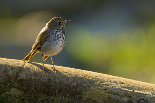 Hermit Thrush perched on a log looking off