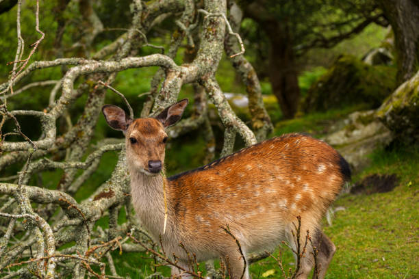 The young wild deer in Killarney National Park, near the town of Killarney, County Kerry, Ireland