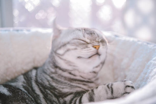 Winter sunrise and cat