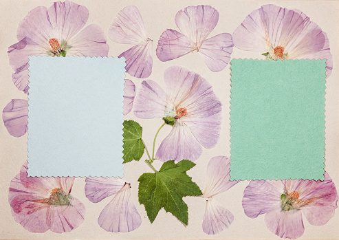 Page from an old photo album. Flowers lavatera. Scrapbooking element decorated with leaves, flowers and petals flowers. For cards, invitations und congratulations. Use in scrapbooking, greetings.