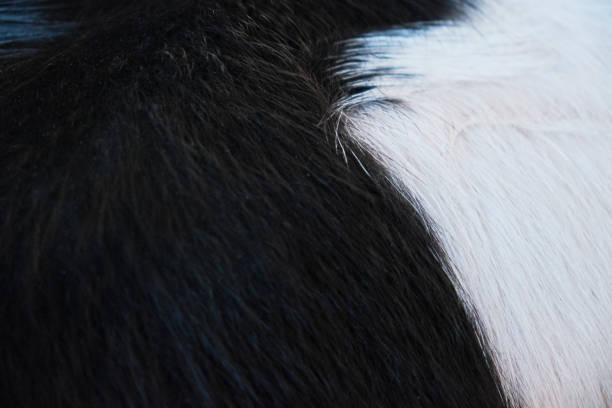 istock Cows on a ranch on a sunny day. 2021 zodiac signs. 1291522839