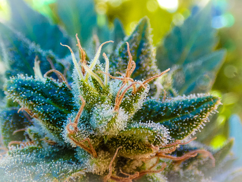 A cluster of cannabis caylxes featuring close up view of trichomes