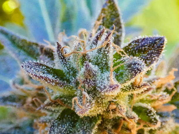 istock Colorful cannabis calyx cluster 1291523459