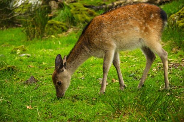 istock The young wild deer in Killarney National Park 1291523627