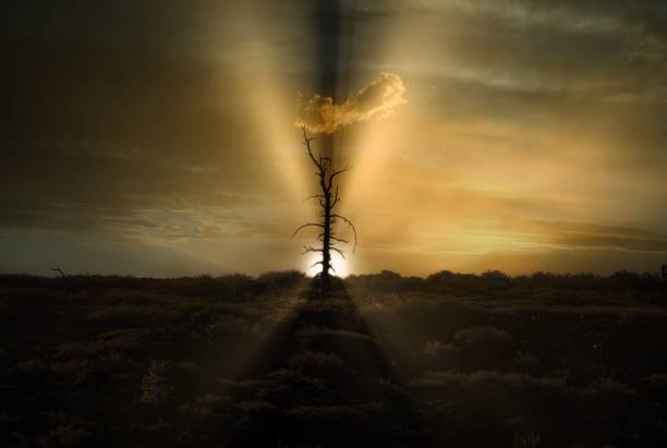 istock lone dead tree in remote landscape with sunbeams 1291527474