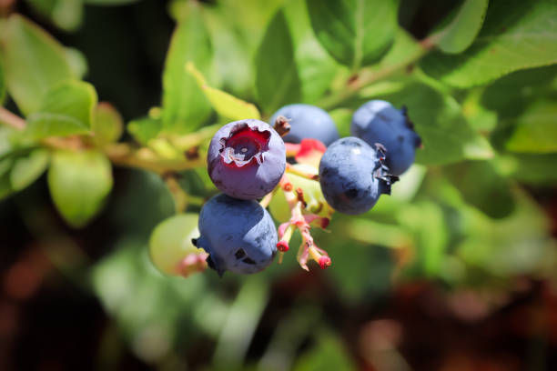 istock A cluster of ripe blueberries with an empty picked stem 1291527508