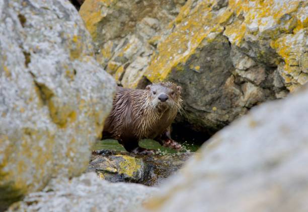 istock River otter at a small pool of water between lichen covered boulders 1291527613