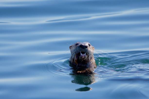 istock River otter surfaces in sea with a fish in its jaws 1291527616