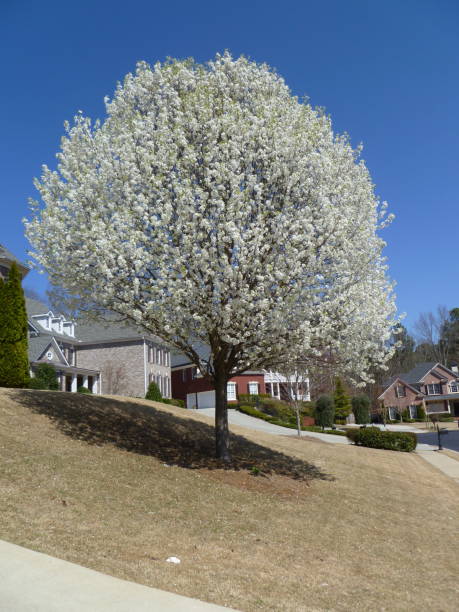istock view of a white tree in a condominium in Suwanee, USA 1291527635
