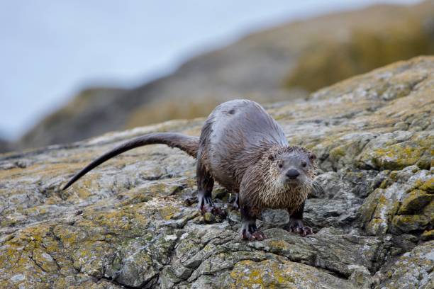 istock River otter on lichen covered rocky shore looks at camera 1291527646