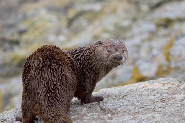 istock A very dirty young river otter looks back at the camera while standing on rocks 1291527647