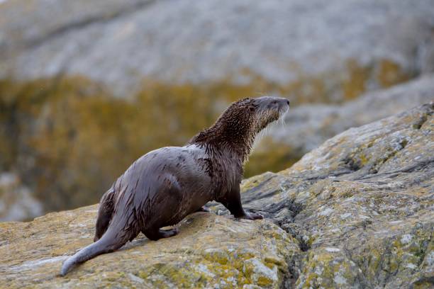 istock River otter looks up from lichen covered rocks on shore 1291527654