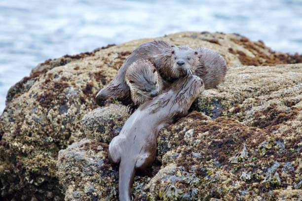 istock Three river otters greet each other on a barnacle covered rock 1291527660