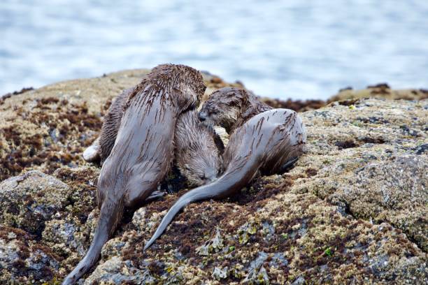 istock Three wet young river otters engage in a grooming session on the seashore 1291527692