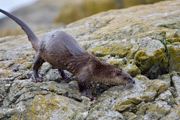 istock River otter on yellow, lichen covered rocks lifts its tail 1291527694