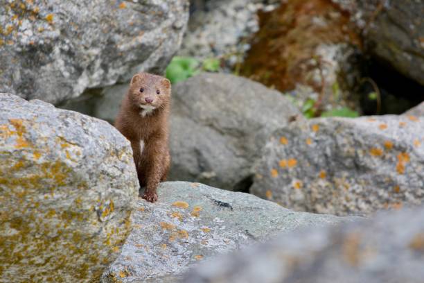 American mink peers around a boulder while hunting along the shore