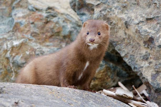 American mink takes a look around as it hunts along the rocky shore American mink takes a look around as it hunts along the rocky shore at Clover Point, Vancouver Island, British Columbia american mink stock pictures, royalty-free photos & images