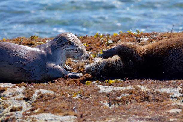 istock Wet juvenile river otter greets its mother on the shore at low tide 1291528252