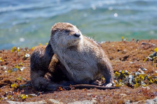 istock River otter scratches her neck while sitting on shore, green sea behind 1291528261