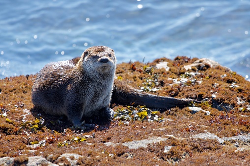 Large river otter (lontra canadensis) lounges on a seaweed covered rock at Clover Point, Vancouver Island, British Columbia