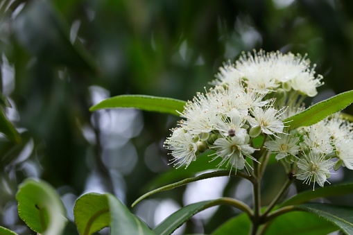 A close up shot of some beautiful white flowers of lemon myrtle tree in natural light, Queensland, Australia.