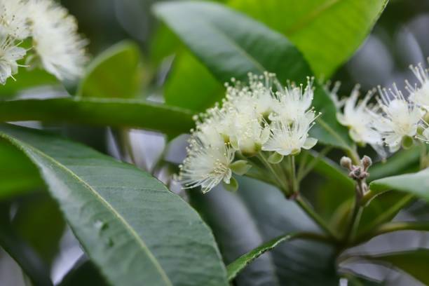 Beautiful Lemon Myrtle Flowers In Natural Light stock photo