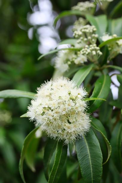 Beautiful Lemon Myrtle Flowers In Natural Light stock photo