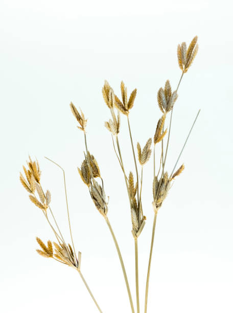 istock Yellow hay flowers on white for rice plant graphics. 1291529243