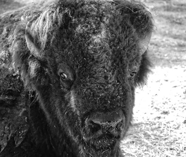 istock Catalina buffalo 1291529442