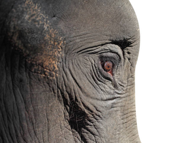 istock Close up elephant head isolated on white background 1291529458