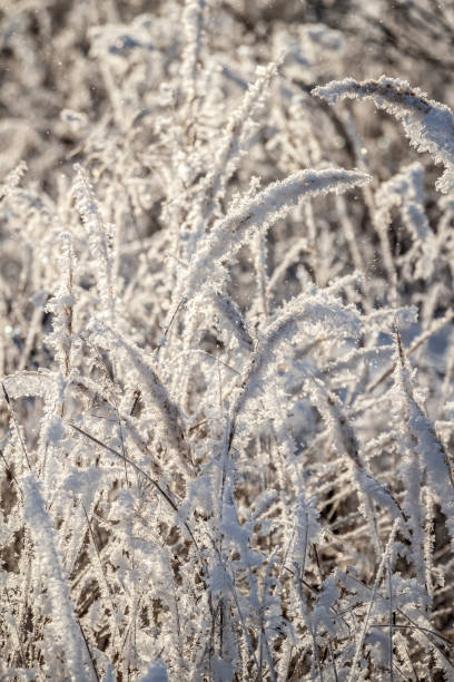 istock Morning fresh frost 1291530892