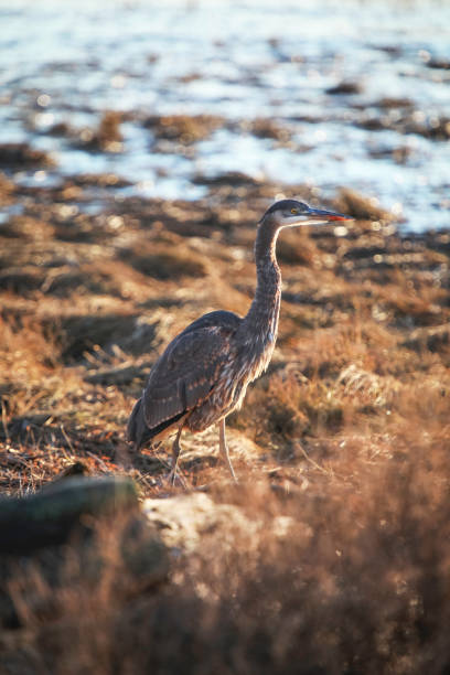 istock Blue Heron in the Sunset 1291531133