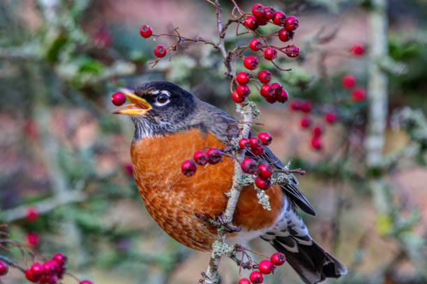 istock American Robin eating berries in a tree 1291531914