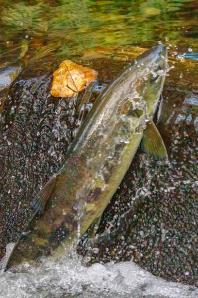 istock salmon return to the creek to spawn 1291531977