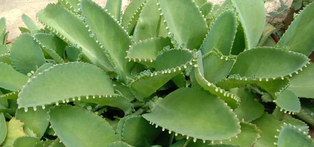 istock Cocor duck Bryophyllum pinnatum 1291532800