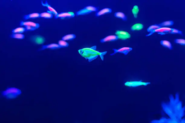 Photo of Neon glow fish color freshwater aquarium. Underwater world fish Aquarium in the neon light. Blurry background. Selective Focus