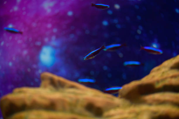 Neon fish swim in the aquarium on a beautiful background. Selective focus