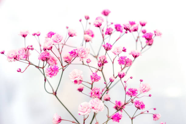 白い背景にピンクのジプソフィラのスプリッグ。花はクローズアップ、選択的なフォーカス、ぼやけた背景