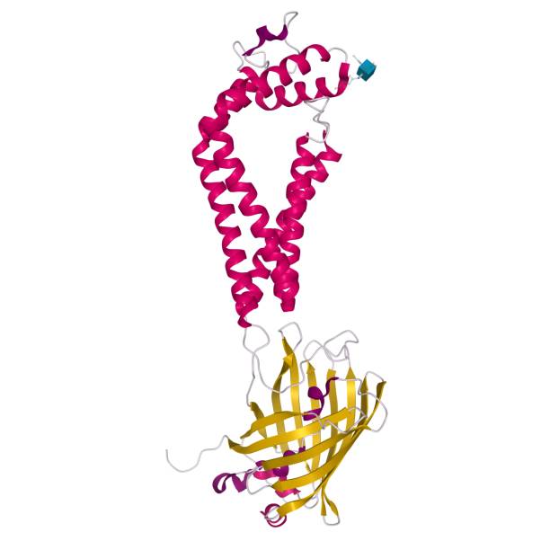 istock Crystal structure of human CD53, 3D cartoon model with differently colored elements of the secondary structure, white background 1291537048