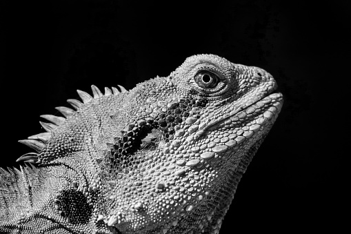 Black and white close up of the head of a lizard