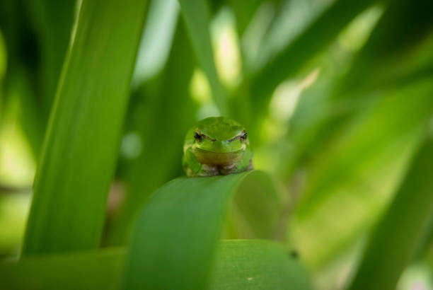 зеленое дерево лягушки скрывается в листьях - camouflage animal frog tree frog стоковые фото и изображения