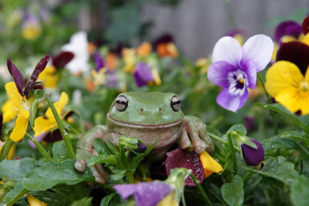 porträt eines grünen baumfrosches, der in blumen sitzt - whites tree frog stock-fotos und bilder