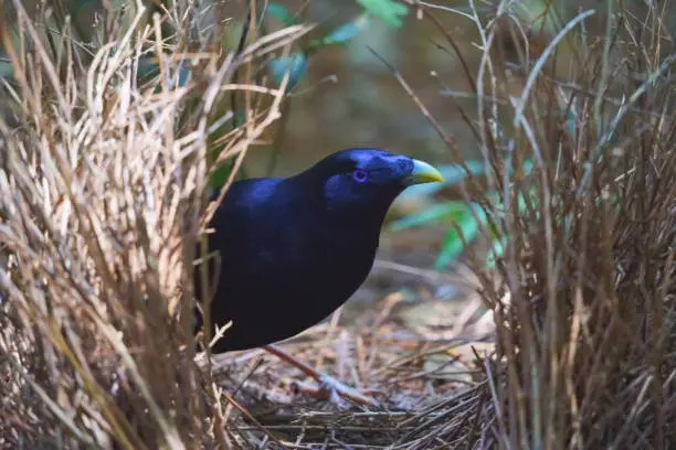 Photo of Male satin bower bird in his bower