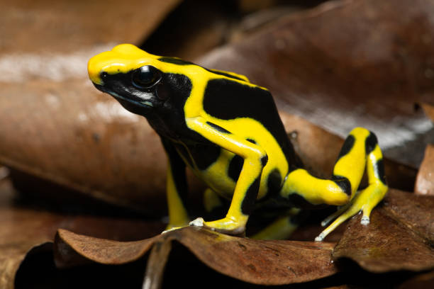 istock Dyeing poison dart frog 