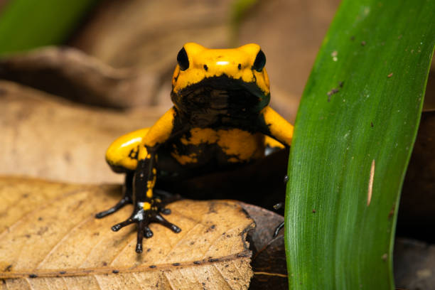 istock Golden poison frog 1291539249