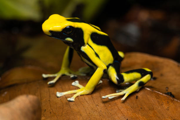 istock Dyeing poison dart frog 