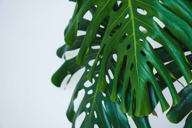 istock Monstera green big leaves on white background 1291539322