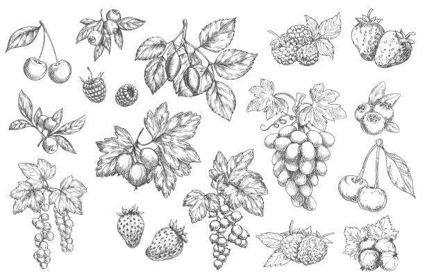 эскиз ягод вектор ручной нарисован иконки, этикетки набор - raspberry gooseberry strawberry cherry stock illustrations