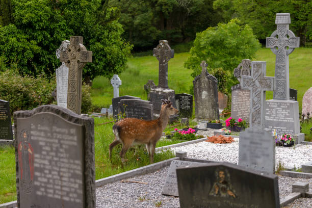istock Young deer on the Irish Graveyard  in Killarney National Park 1291540432